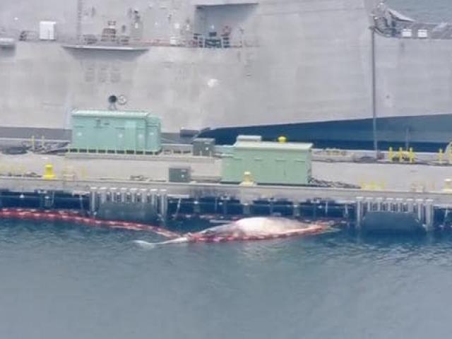 Thế giới - Hai mẹ con cá voi quý hiếm chết thảm vì tàu chiến Úc?