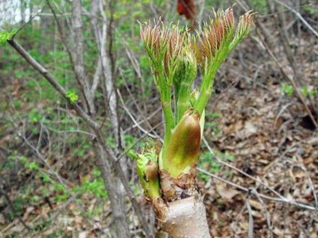 Ẩm thực - Từng là "rau cứu đói" của Trung Quốc nay được mệnh danh là “báu vật trên núi”