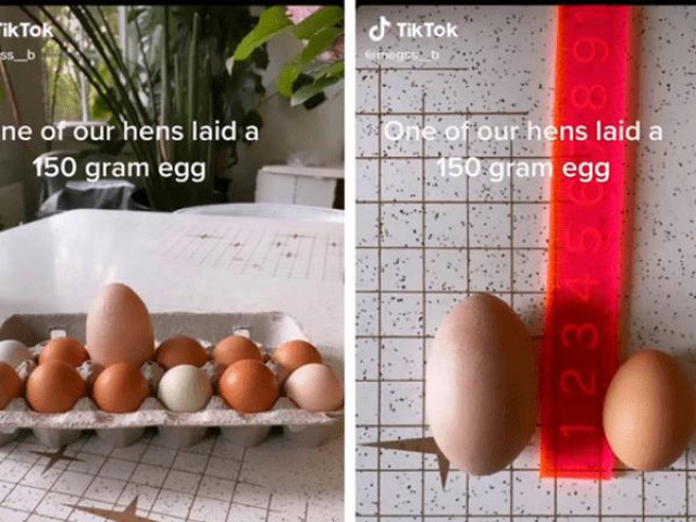 Phi thường - kỳ quặc - Đập quả trứng to gấp 3 lần bình thường, cô gái thảng thốt vì cảnh tượng cực hiếm gặp