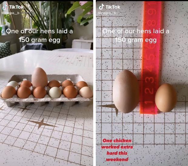 Quả trứng có kích thước gấp 3 lần bình thường.