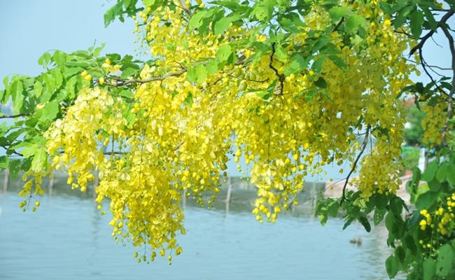 Hoa nở vàng thành từng chùm rực rỡ từ tháng 6 đến tháng 9 hàng năm. 
