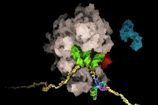 RNA (màu vàng) của virus SARS-CoV-2 tạo thành cấu trúc pseudoknot (nhiều màu, phía dưới bên phải) dẫn đến sự thay đổi khung đọc của ribosome (màu nâu).&nbsp;Bằng cách này, RNA của virus kiểm soát mức độ sản xuất của các protein virus. Ảnh:&nbsp;SAID SANNUGA, CELLSCAPE.CO.UK / ETH ZURICH, THE BAN LAB