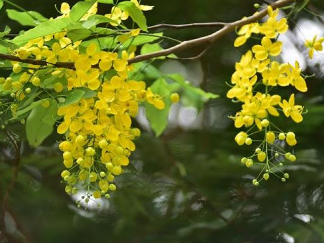 Thị trường - Tiêu dùng - 6 loài hoa siêu đẹp nhưng kịch độc, người Việt phải dè chừng