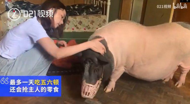 Zhang Li bên chú lợn cưng.