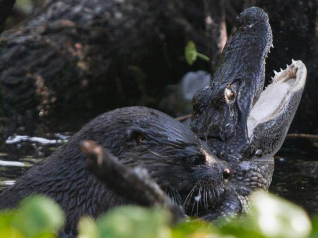 Media - Đi lạc vào lãnh địa cấm, "Hung thần Amazon" chết thảm bởi loài vật nhỏ bé