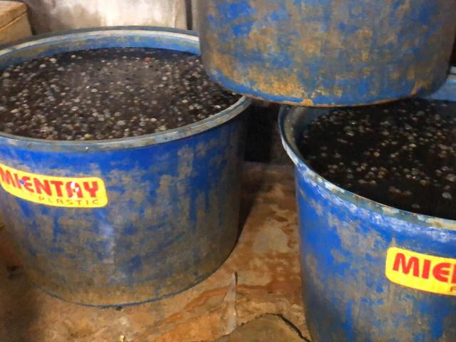 Tin tức trong ngày - TP.HCM: Khủng khiếp với cơ sở dùng hóa chất ngâm cả tấn thịt ốc bươu trước khi “xuất xưởng”