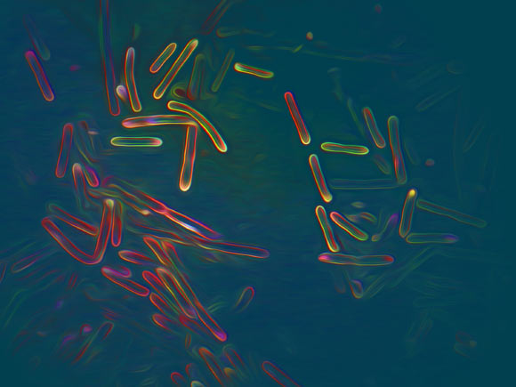 Sinh vật hàng tỉ tuổi vừa được tìm thấy