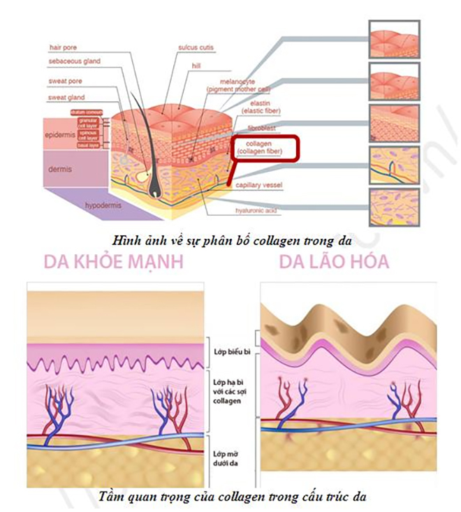 DAKAMI - mỹ phẩm chống lão hoá thu hút phụ nữ trung niên nhờ hiệu quả vượt trội - 2