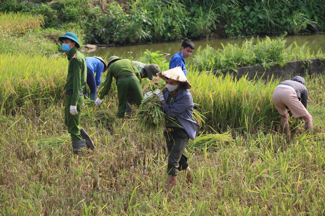 Cán bộ công an huyện Sông Lô (Vĩnh Phúc) lội ruộng gặt lúa giúp người dân phải đi cách ly.