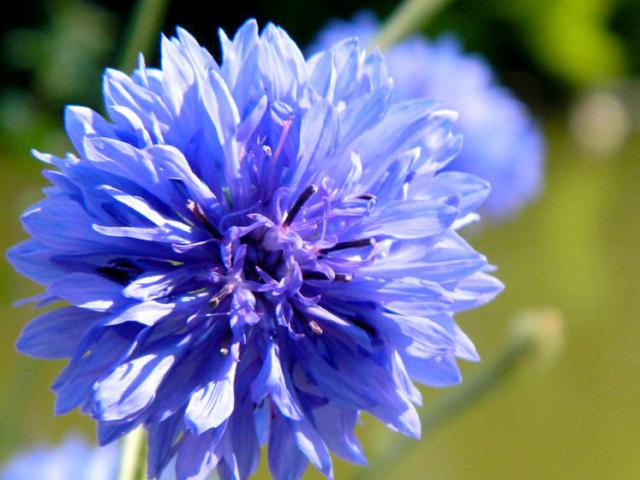 Phát minh y học - Đua top 4 Ngoại hạng Anh: Liverpool vượt Leicester, đua "tam mã" với Chelsea vòng 38