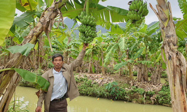 Lão nông Ninh Bình thu hơn nửa tỷ/năm nhờ trồng chuối giống “lạ” - 3