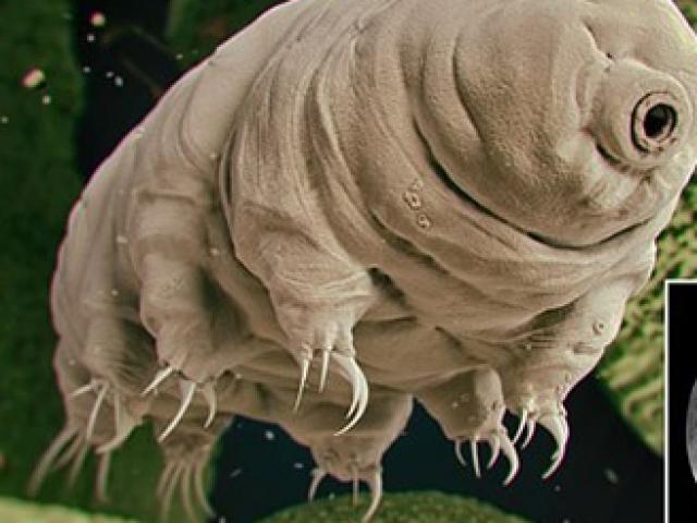 Thế giới - Phát hiện bất ngờ về sức chịu đựng của loài vật sống dai nhất Trái đất