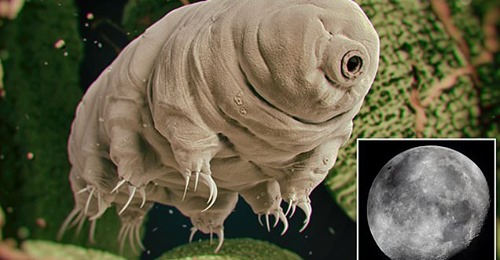 Bọ gấu nước là sinh vật sống dai nhất trên Trái đất.