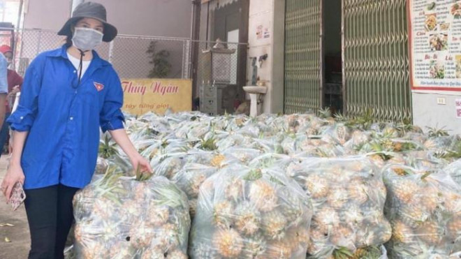 Đoàn viên thanh niên huyện Lục Nam tham gia hỗ trợ người dân thu hoạch dứa.