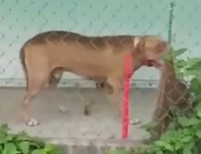 1 trong 2 con chó Pitbull hiện đang nhốt tại nhà