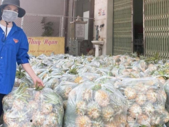 Thị trường - Tiêu dùng - Bắc Giang: Dứa chín vàng đồi, người trồng như "ngồi trên lửa"