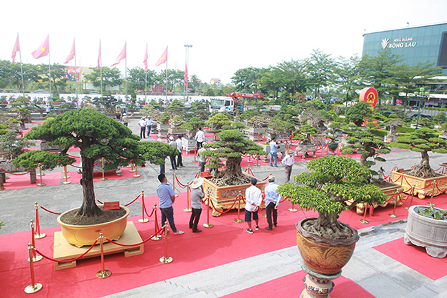 Hàng trăm cây cảnh nghệ thuật đã hội tụ tại TP. Ninh Bình, đây là đợt triển lãm quy mô lớn do CLB Dục Thúy  Sơn tổ chức. Nhiều nhà vườn khắp miền Bắc đã mang cây tới triển lãm.
