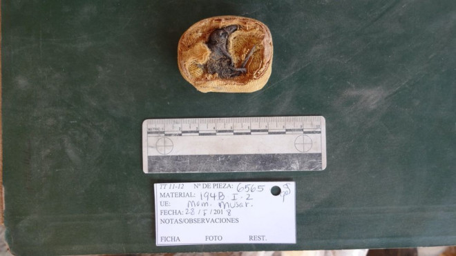 Một trong các xác ướp chuột chù vừa được khai quật - Ảnh: Neal Woodman/Smithsonian