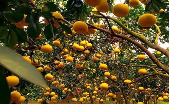 Bưởi Diễn là đặc sản nổi tiếng của vùng đất Phú Diễn - Hà Nội. Nhiều người tiêu dùng ưa chuộng bưởi Diễn bởi vị ngọt mát thanh khiết, mùi hương thơm đặc trưng.&nbsp;