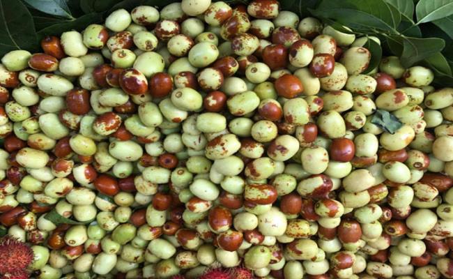 Hồng táo tươi (táo tàu) Trung Quốc xuất hiện ở Việt Nam khoảng vài năm trở lại đây.&nbsp;
