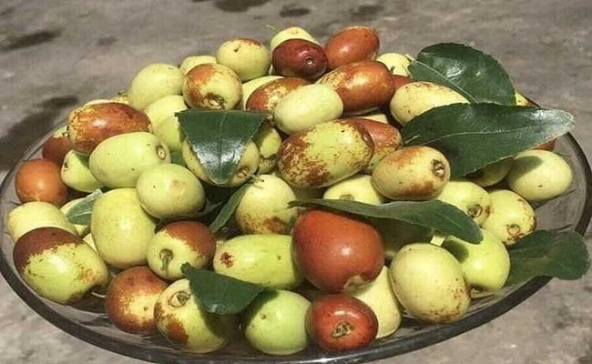 Mỗi ngày chị bán được hàng tạ táo tàu tươi. Theo chị Hà, táo tàu tươi được ưa chuộng vì táo ăn có vị lạ, ngọt thanh và có nhiều công dụng.