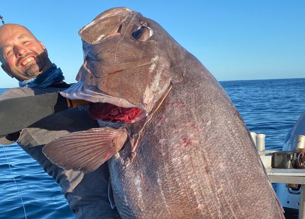 Ngư dân New Zealand câu được cá &#34;quái vật&#34; to lớn như người - 2