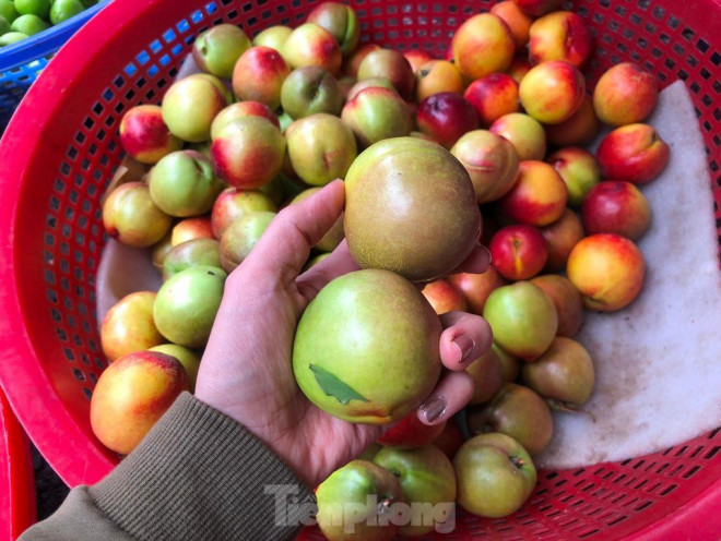 Quả còn xanh bóp vào cứng, ăn giòn nhưng không có mùi vị gì