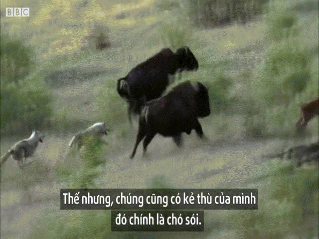 Phi thường - kỳ quặc - Video: Bò rừng thoát chết "trong gang tấc" khi bầy sói tấn công kịch liệt