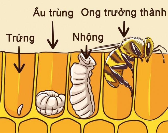 Khi phải đối mặt với khó khăn, hãy suy nghĩ như một con ong - 1