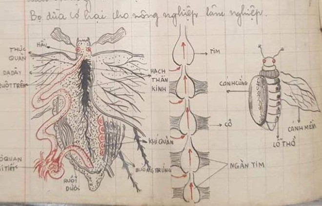 Quyển vở Sinh học hơn 60 năm trước khiến dân mạng "ngả mũ thán phục" - 11