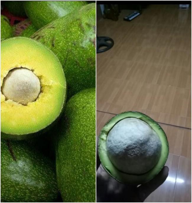 Mua bơ mà bị bán nhầm hột về làm giống để trồng cây.