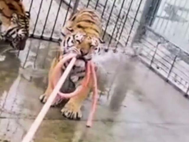 Thế giới - Bắn chết hai con hổ sổng chuồng vồ chết người ở Trung Quốc