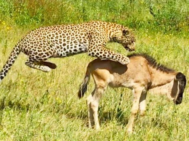 Media - Báo đốm sử dụng "thuật tàng hình" phi thân vồ gọn linh dương