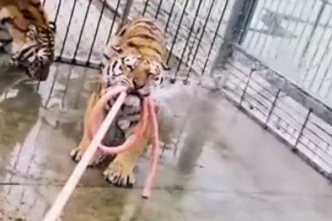 Hai con hổ bị tiêu diệt sau khi các nỗ lực giăng bẫy bất thành.