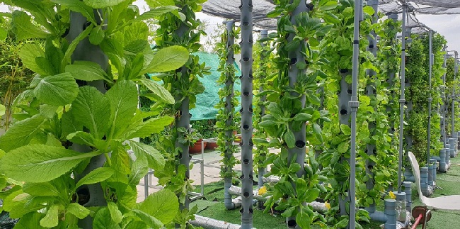 Vườn rau xanh mướt trên nóc chung cư được trồng&nbsp;theo phương pháp khí canh trụ đứng dinh dưỡng hữu cơ