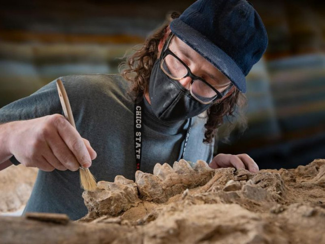 Một nhà cổ sinh vật học đang khôi phục mẫu vật lẫn trong đá - Ảnh: Đại học Bang California ở Chico