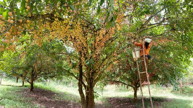 Dâu da đất - theo tiếng địa phương Hà Tĩnh là cây du da. Đây là loại cây ăn quả thân gỗ, xuất hiện nhiều ở miền sơn cước ở huyện miền núi như Hương Sơn, Hương Khê.