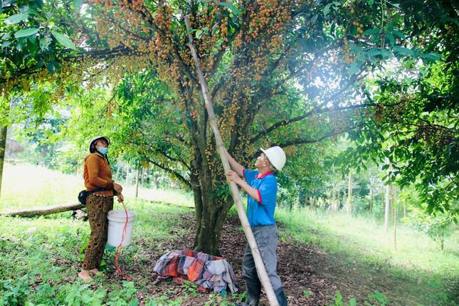 Mùa dâu da chi chít từ gốc đến ngọn, nông dân thu tiền triệu mỗi vụ - 5