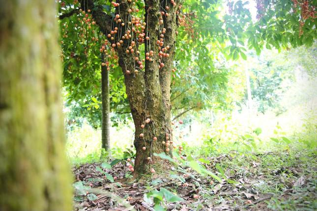 Mùa dâu da chi chít từ gốc đến ngọn, nông dân thu tiền triệu mỗi vụ - 9