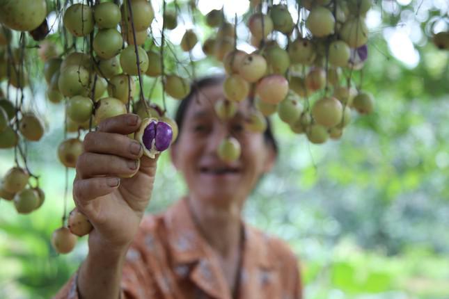 Mùa dâu da chi chít từ gốc đến ngọn, nông dân thu tiền triệu mỗi vụ - 13