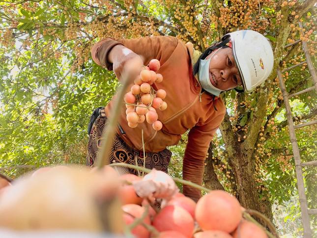 Mùa dâu da chi chít từ gốc đến ngọn, nông dân thu tiền triệu mỗi vụ - 14