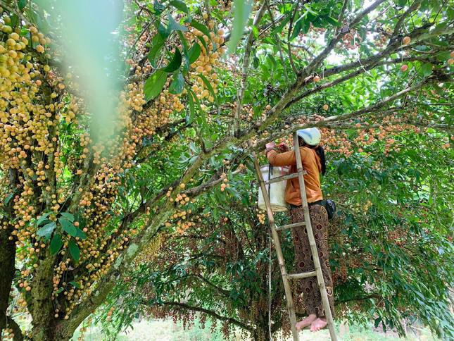 Mùa dâu da chi chít từ gốc đến ngọn, nông dân thu tiền triệu mỗi vụ - 15