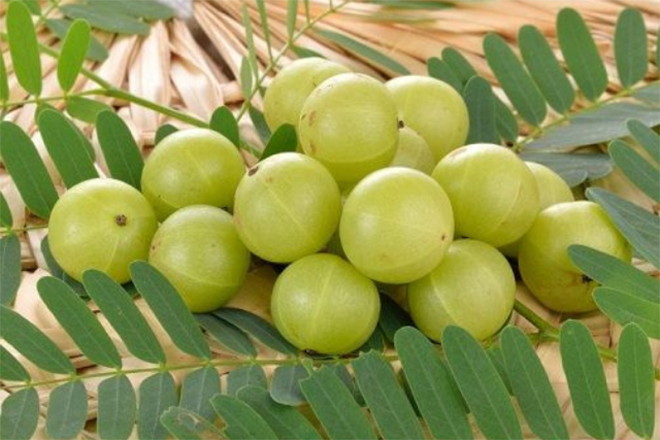 Trong dầu gội ngải cứu Mộc Nhu ngoài làm sạch gàu thì để tóc mềm mượt, chắc khỏe và giảm rụng không thể không kể tới Amla