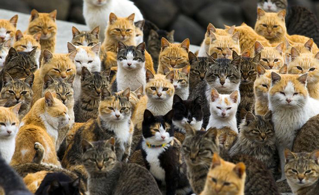 Aoshima - Đảo mèo: Đảo Aoshima rất nổi tiếng ở Nhật Bản bởi những cư dân mèo sinh sống ở đây còn đông hơn người. Bởi có tới hơn 100 con mèo trong khi chỉ có vài chục người, đảo Aoshima còn có tên gọi là đảo Mèo. 
