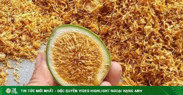 Loại quả rừng nhìn như quả sung, dân lấy hạt đem bán 400.000 đồng/kg