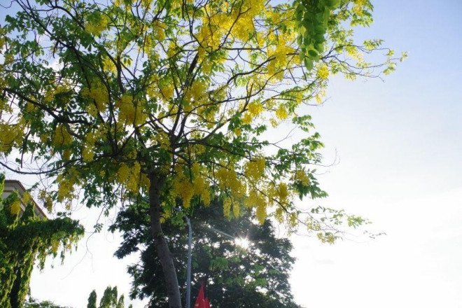 Cùng với bằng lăng tím, phượng đỏ, muồng hoàng yến là loài cây báo hiệu mỗi khi mùa Hạ về.