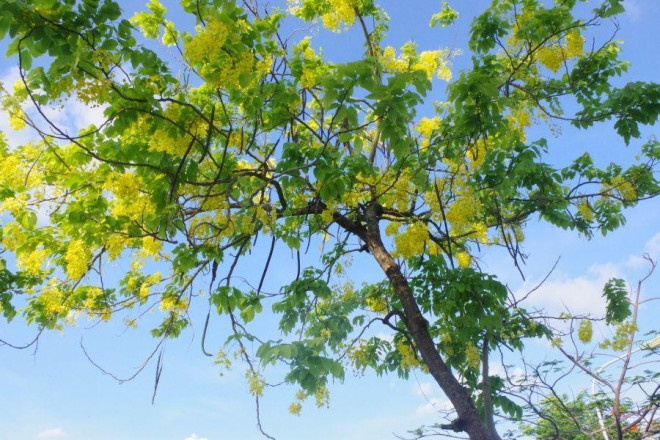 Mỗi mùa hoa muồng hoàng yến thường kéo dài từ 2 đến 3 tháng.