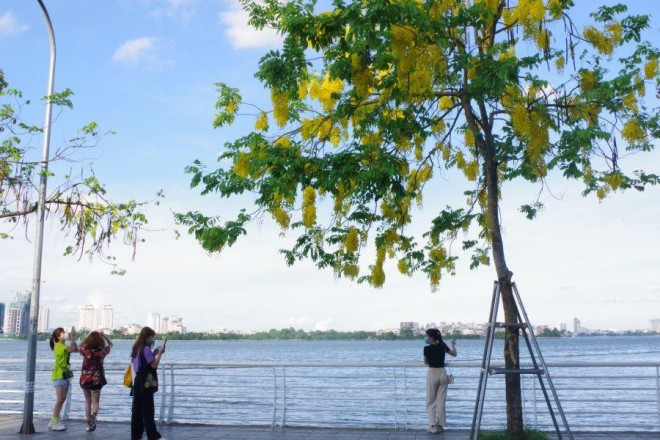 Nhiều bạn trẻ tranh thủ ghi lại khoảnh khắc đẹp bên cây hoàng yến nở rộ. Tuy nhiên, để tuân thủ các biện pháp phòng chống dịch COVID-19, các bạn đều đeo khẩu trang và không tập trung đông và quá lâu tại một địa điểm.