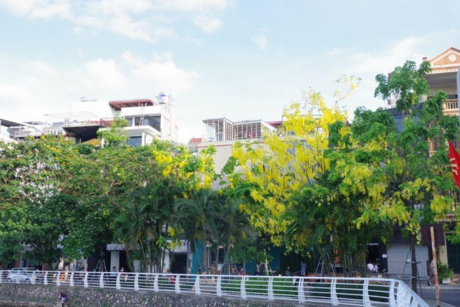 Tuy được trồng rải rác và mỗi khu vực cũng chỉ có từ 1 đến 4 cây, sắc vàng của muồng hoàng yến vẫn nổi bật trong không gian xanh mát bên hồ Tây.