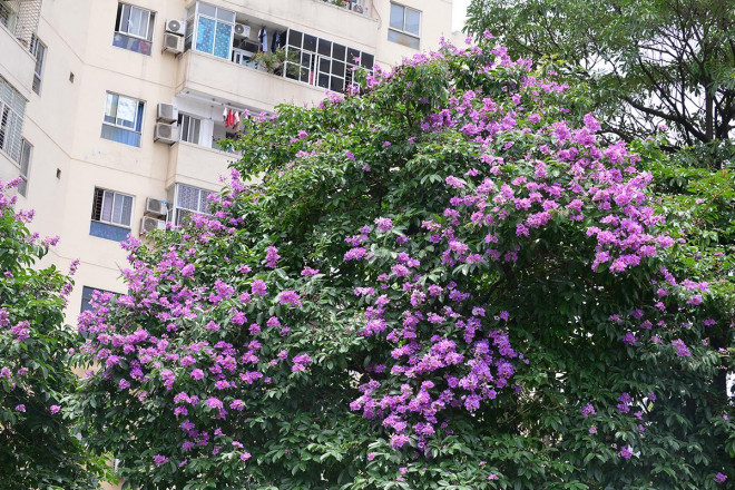 Sắc tím hoa bằng lăng rực rỡ trên nhiều góc phố Hà Nội.